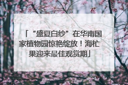 “盛夏白纱”在华南国家植物园惊艳绽放！海杧果迎来最佳观赏期
