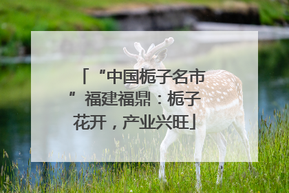 “中国栀子名市”福建福鼎：栀子花开，产业兴旺
