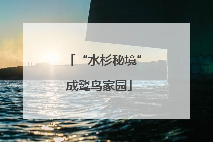 “水杉秘境”成鹭鸟家园