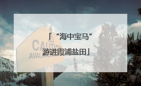 “海中宝马”游进霞浦盐田