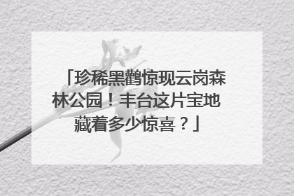 珍稀黑鹳惊现云岗森林公园！丰台这片宝地藏着多少惊喜？