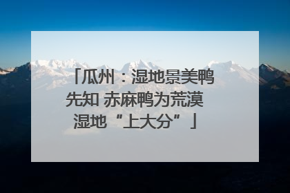 瓜州：湿地景美鸭先知 赤麻鸭为荒漠湿地“上大分”