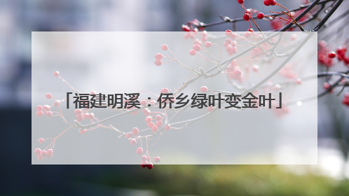 福建明溪：侨乡绿叶变金叶