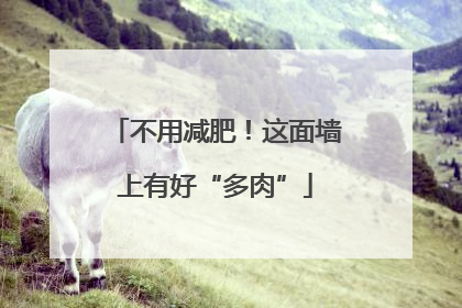 不用减肥！这面墙上有好“多肉”