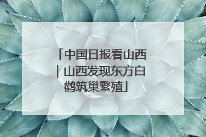 中国日报看山西｜山西发现东方白鹳筑巢繁殖
