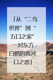 从“二鸟世界”到“五口之家” 一对东方白鹳的黄河口之恋