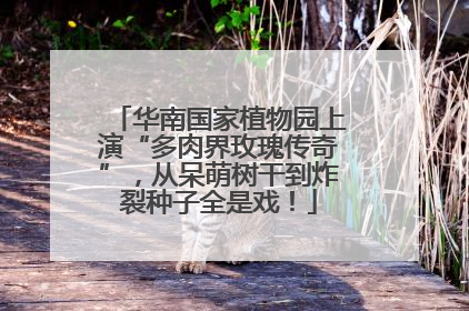华南国家植物园上演“多肉界玫瑰传奇”，从呆萌树干到炸裂种子全是戏！