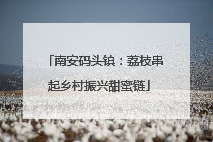 南安码头镇：荔枝串起乡村振兴甜蜜链