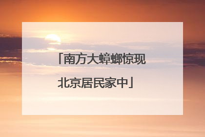 南方大蟑螂惊现北京居民家中