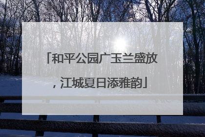 和平公园广玉兰盛放，江城夏日添雅韵