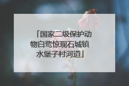 国家二级保护动物白鹭惊现石城镇水堡子村河道