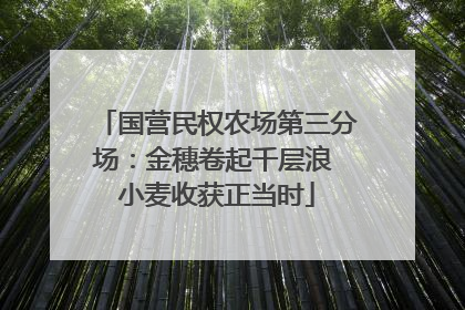 国营民权农场第三分场：金穗卷起千层浪 小麦收获正当时