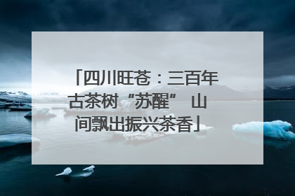 四川旺苍：三百年古茶树“苏醒” 山间飘出振兴茶香