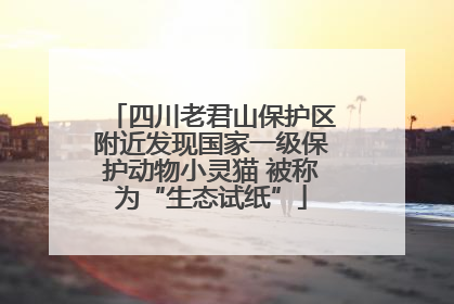 四川老君山保护区附近发现国家一级保护动物小灵猫 被称为“生态试纸”