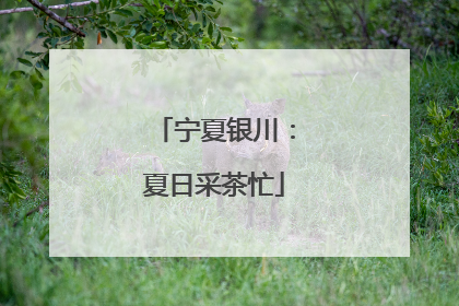 宁夏银川：夏日采茶忙
