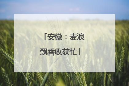 安徽：麦浪飘香收获忙