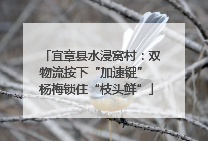 宜章县水浸窝村：双物流按下“加速键” 杨梅锁住“枝头鲜”