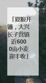 夏粮开镰，大兴长子营镇近6000亩小麦迎丰收
