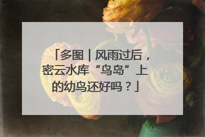 多图｜风雨过后，密云水库“鸟岛”上的幼鸟还好吗？