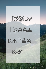 影像记录丨沙窝窝里长出“蓝色牧场”