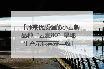 师宗优质强筋小麦新品种“云麦80”旱地生产示范喜获丰收