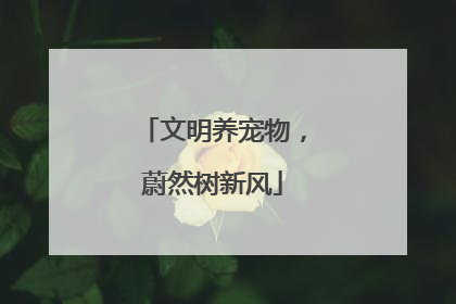 文明养宠物,蔚然树新风