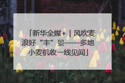 新华全媒+｜风吹麦浪好“丰”景——多地小麦机收一线见闻