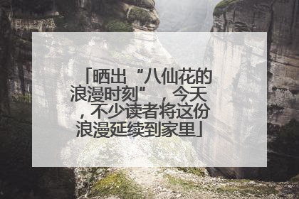 晒出“八仙花的浪漫时刻”，今天，不少读者将这份浪漫延续到家里