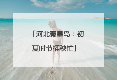 河北秦皇岛：初夏时节插秧忙