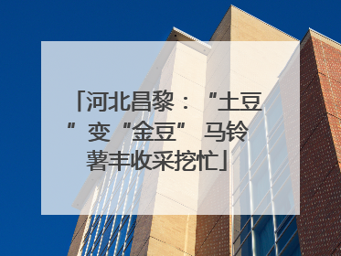 河北昌黎：“土豆”变“金豆” 马铃薯丰收采挖忙