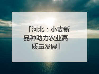 河北：小麦新品种助力农业高质量发展