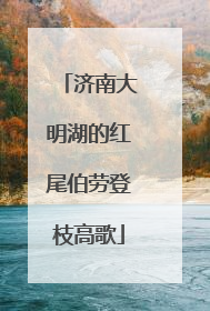 济南大明湖的红尾伯劳登枝高歌