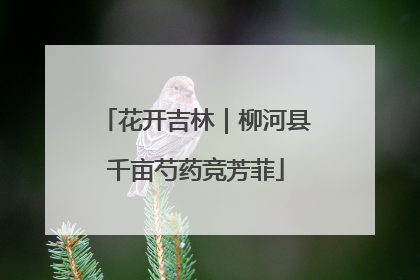 花开吉林｜柳河县千亩芍药竞芳菲
