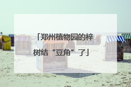 郑州植物园的梓树结“豆角”了