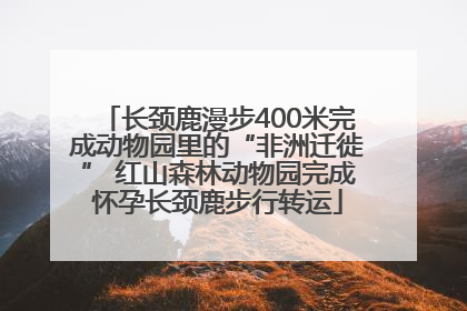 长颈鹿漫步400米完成动物园里的“非洲迁徙” 红山森林动物园完成怀孕长颈鹿步行转运