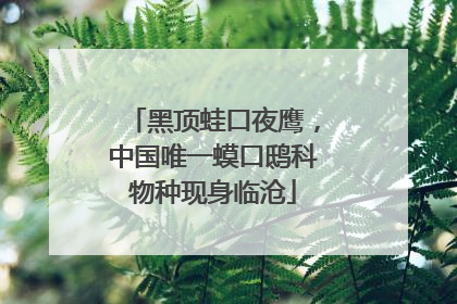 黑顶蛙口夜鹰，中国唯一蟆口鸱科物种现身临沧