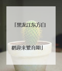 黑龙江东方白鹳迎来繁育期