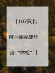 107只北京雨燕完成年度“体检”
