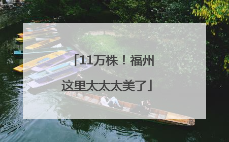 11万株！福州这里太太太美了